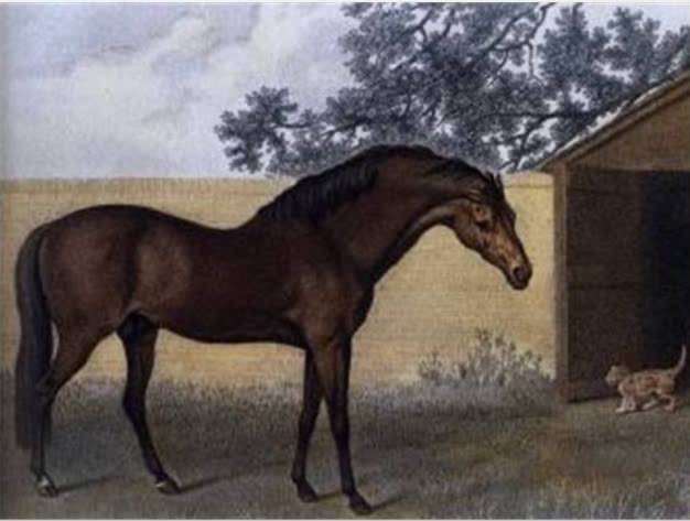 C:\Users\user\Desktop\Godolphin Arabian .jpeg