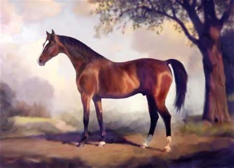 C:\Users\user\Desktop\Darley Arabian.jpeg