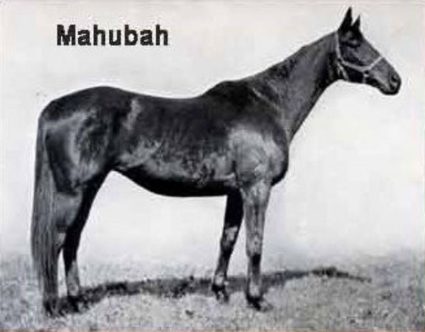 C:\Users\user\Desktop\MoW ancestry\MAHUBA.JPG