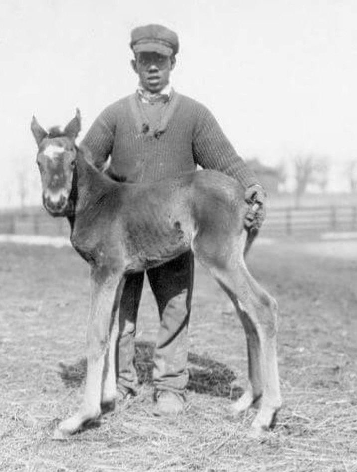 C:\Users\user\Desktop\Man o' War as weanling foal .jpg